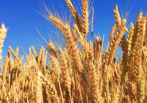 wheat field